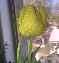 Tulip