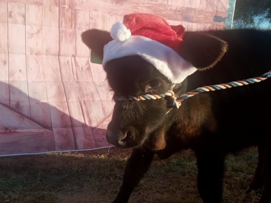 Happy Holidays from one of the adorable Santa cows.