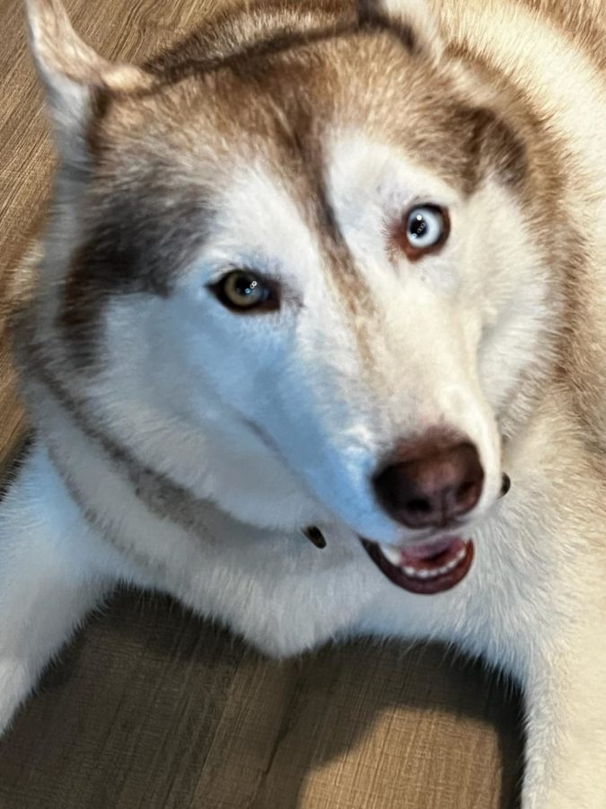 Beckett would love some cookies and treats on Valentines.