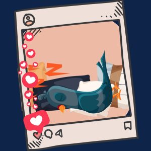 Pigeon Influencers
